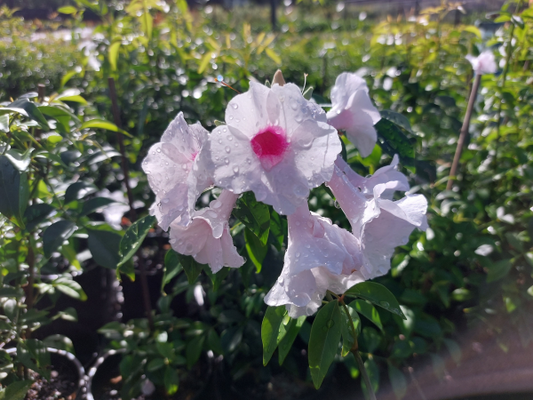 Pandorea Jasminoides 'Bower of Beauty'