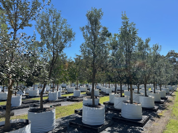 Banksia Integrifolia (Coast Banksia)