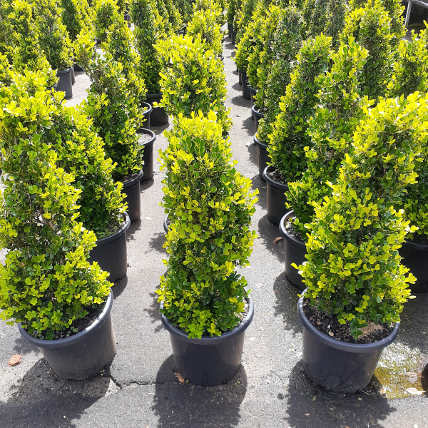 Buxus Microphylla Japonica (Japanese Box Topiary Cones)