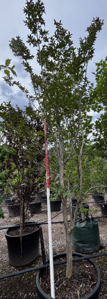 Lagerstroemia 'Zuni' (Zuni Crepe Myrtle)
