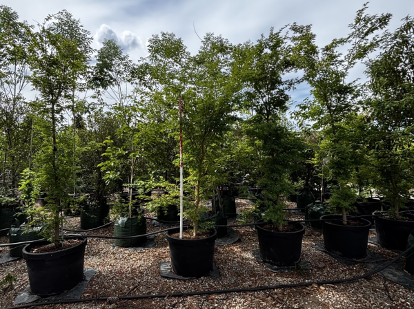 Acer palmatum 'Senkaki' (Coral Bark Maple)