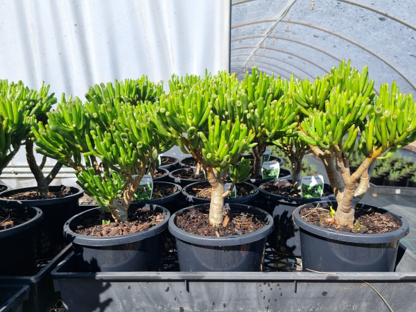 Crassula Ovata 'Gollum' (Jade Plant)