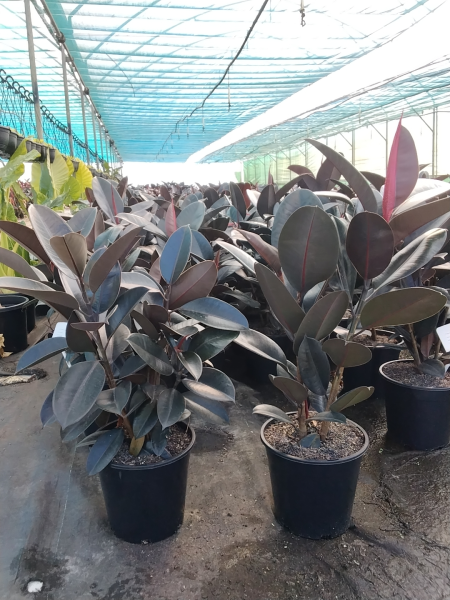Ficus Elastica Burgundy (Indian Rubber Tree)