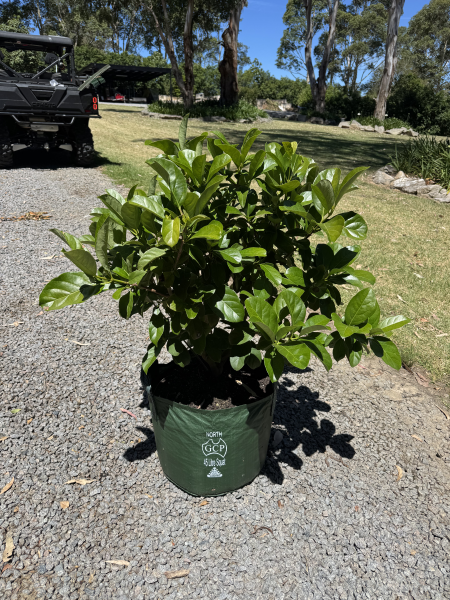 Viburnum Odoratissimum (Sweet Viburnum)