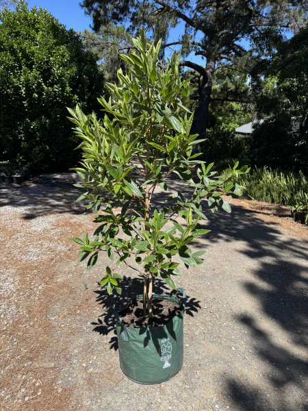 Tibouchina Lepidota 'Alstonville'