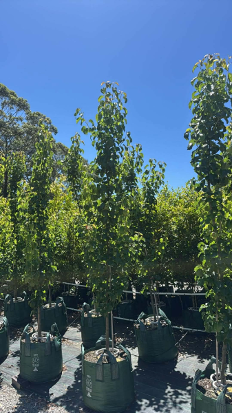 Pyrus Calleryana (Capital Pear)