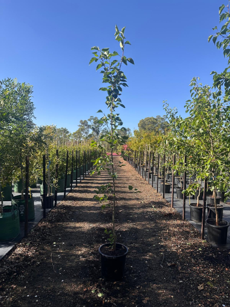 Pyrus Manchurian (Manchurian Pear Tree)