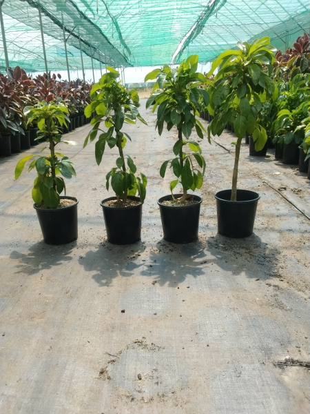 Schefflera (Alpine Junior) CLEARANCE