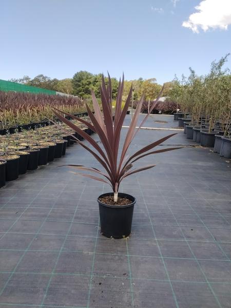 Cordyline Australis (Red Star)