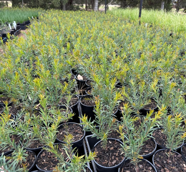 Grevillea Rosmarinifolia