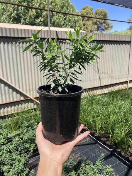 Callistemon Viminalis 'Better John'