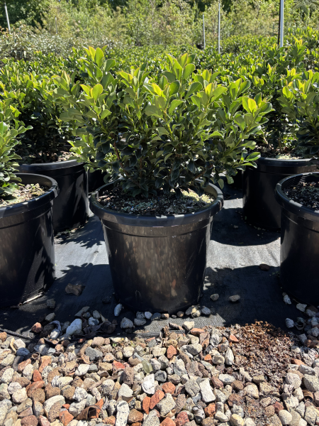 Rhaphiolepis Indica 'Snow Maiden'