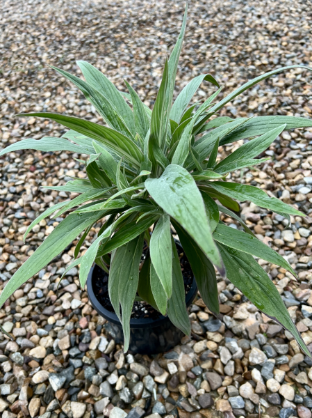 Echium Candicans