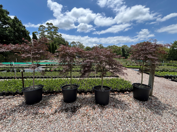 Acer Palmatum Dissectum 'Inaba Shidare' (weeping)