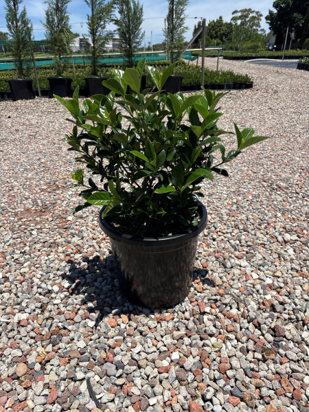 Gardenia Augusta (Magnifica)