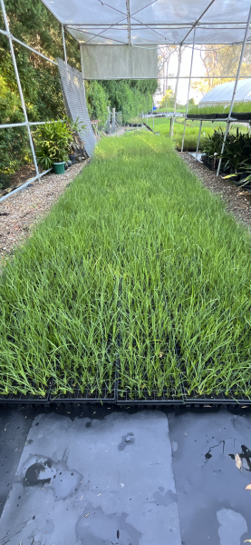 Lomandra Longifolia (Spiny-Head Mat Rush)