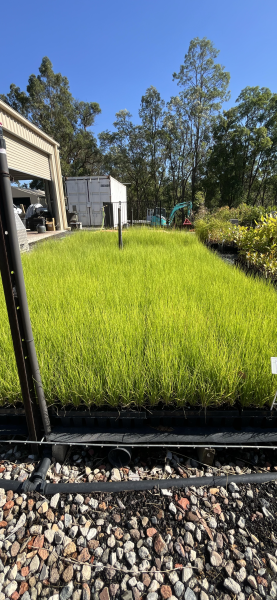 Carex Appressa (Tall Sedge)