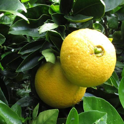 Citrus sinensis (Washington Navel Orange Espalier)