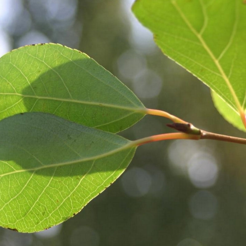 Populus Simonii ‘Fastigiata’ (Upright Simon Poplar)