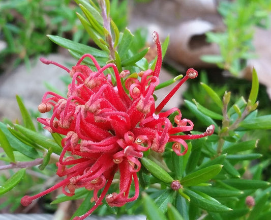 Grevillea juniperina 'Prostrate' (Prostrate Juniper Grevillea)