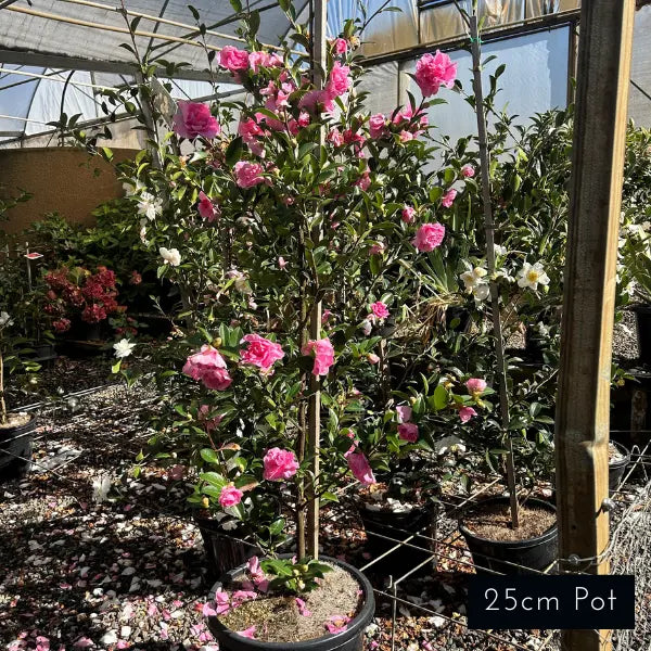 Camellia Sasanqua ‘Slimline With Love’ (Slimline With Love Camellia)