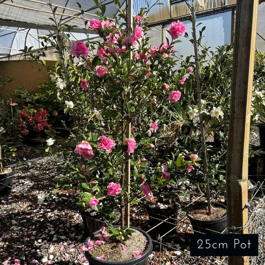 Camellia Sasanqua ‘Slimline With Love’ (Slimline With Love Camellia)