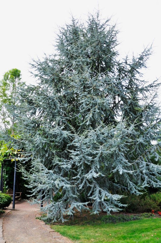 Cedrus Atlantica Glauca (Blue Atlas Cedar)