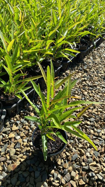 Hardenbergia Violacea 'Meema'