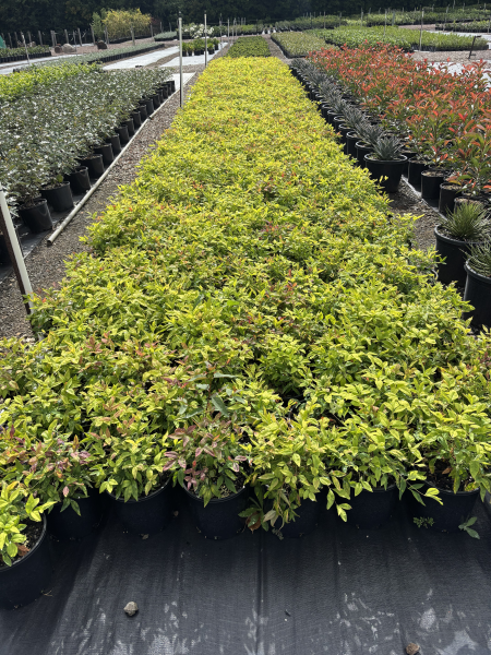 Nandina Domestica "Nana" (Dwarf Sacred Bamboo)