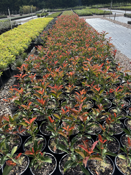Photinia Robusta