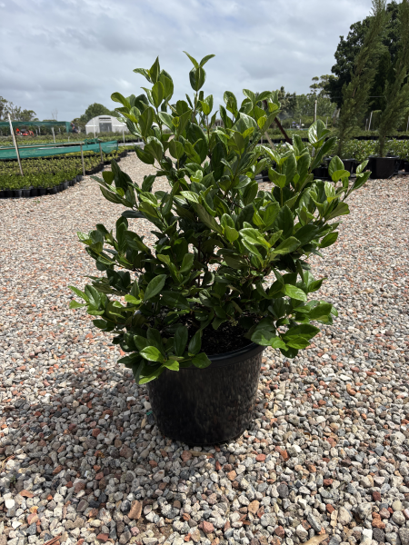 Viburnum suspensum (Sandankwa Viburnum)