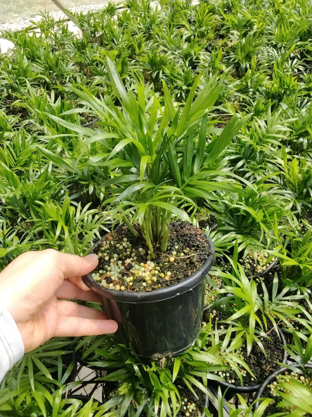 Chamaedorea Elegans 'Parlour Palm'