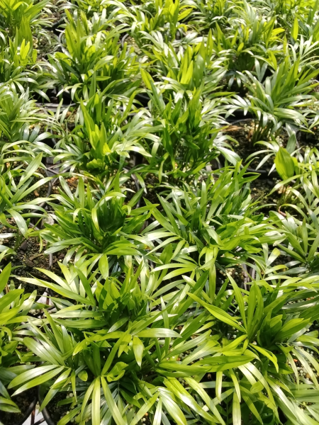 Chamaedorea Elegans 'Parlour Palm'