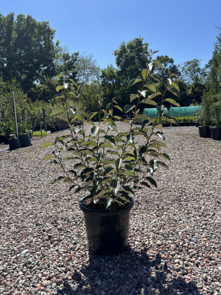 Elaeagnus Macrophylla (Large-Leaved Oleaster)