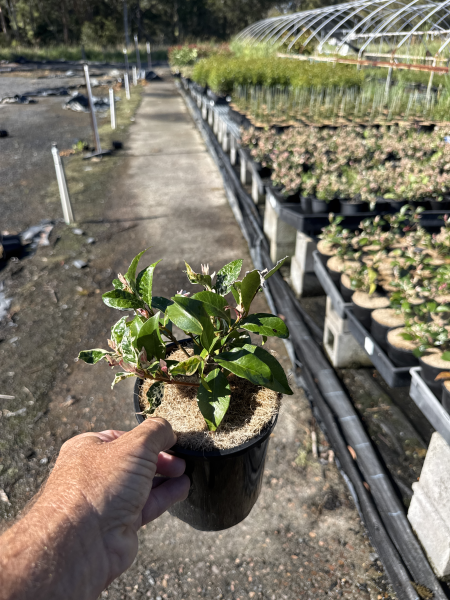 Trachelospermum jasminoides ‘Tricolour’ (Variegated Star Jasmine)