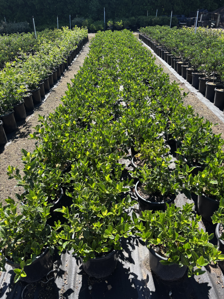 Gardenia Augusta (Florida Gardenia)