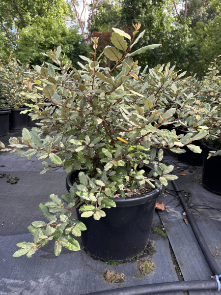 Elaeagnus pungens (Thorny Olive)