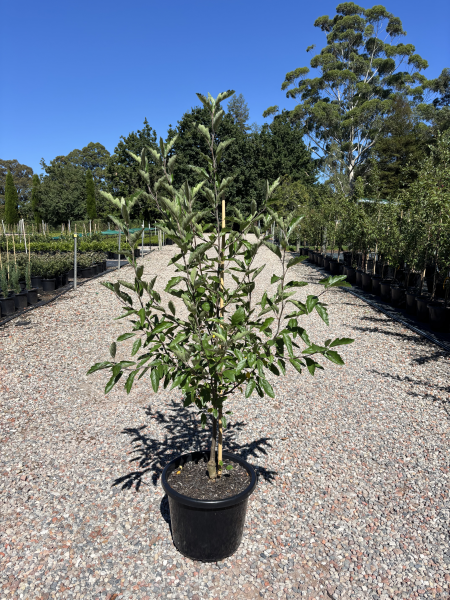 Malus Ioensis 'Plena' (Double-Flowered Crab Apple)