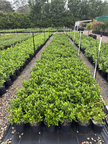 Gardenia Augusta (Florida Gardenia)