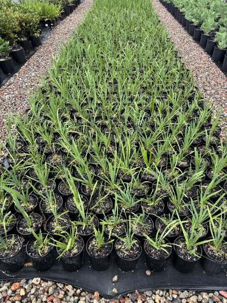 Liriope Muscari (Evergreen Giant)