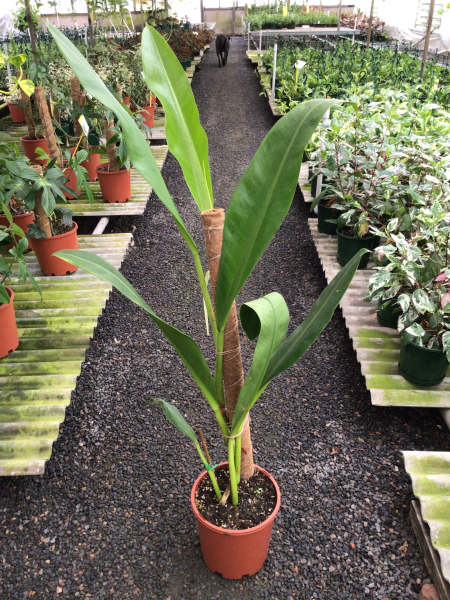 Philodendron Crassinervium (Pigskin Philodendron)