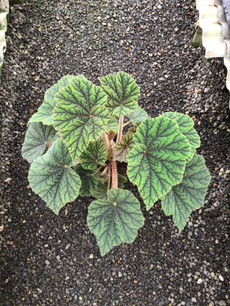 Begonia Incarnata (Felted Begonia)
