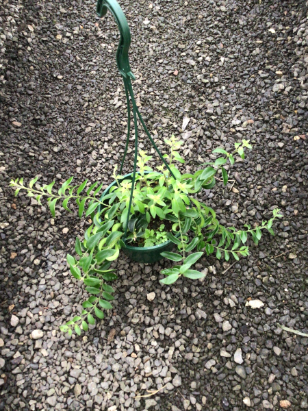Aeschynanthus Radicans (Lipstick Plant)