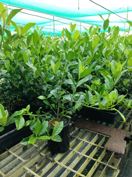 Gardenia Augusta ‘Florida’ (Florida Gardenia)
