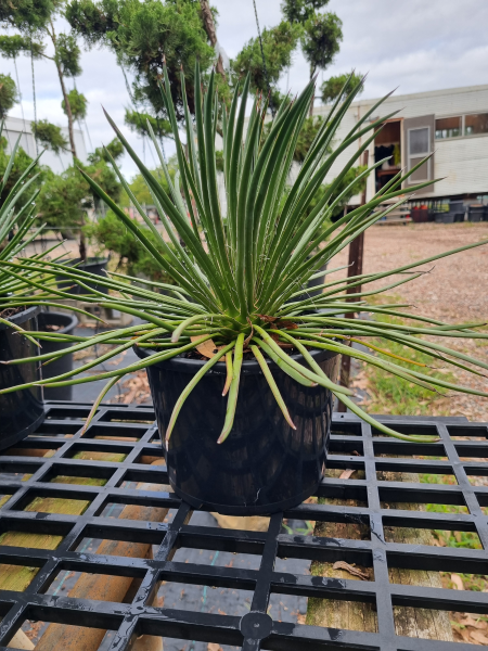 Agave Geminiflora (Twin-Flowered Agave)