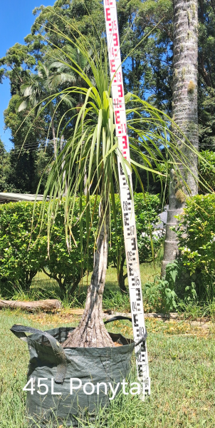 Beaucarnea Recurvata (Ponytail Palm)