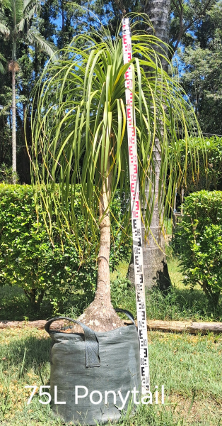 Beaucarnea Recurvata (Ponytail Palm)