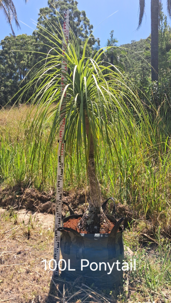 Beaucarnea Recurvata (Ponytail Palm)