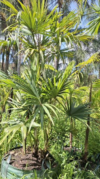 Chuniophoenix Hainanensis (Hainan Fan Palm)