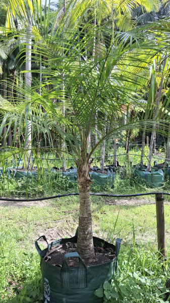 Ravenea Glauca (Glaucous Majesty Palm)